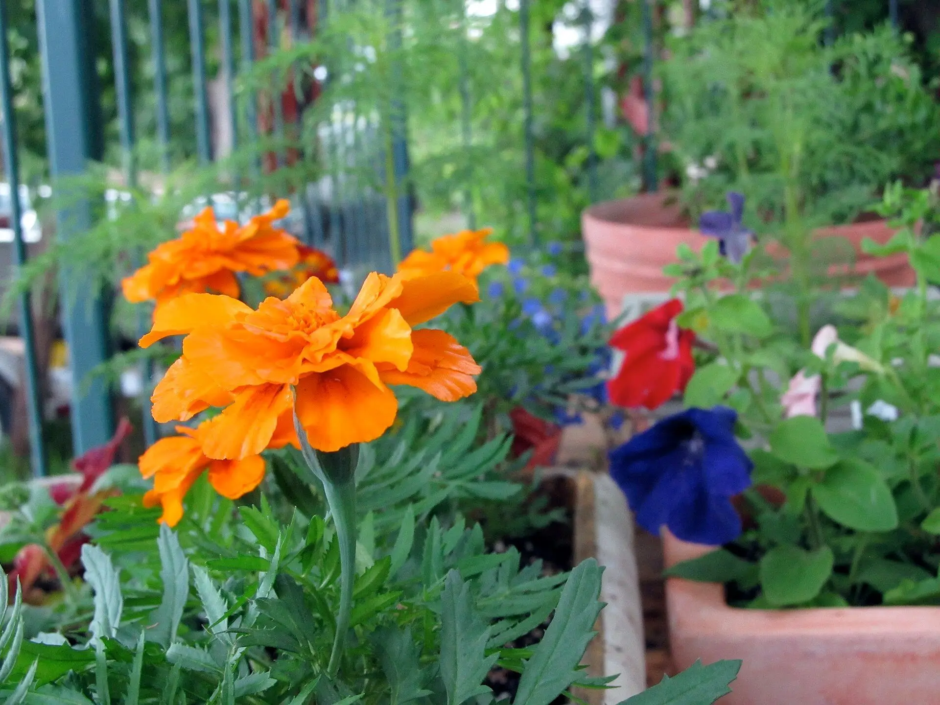 Marigolds and petunias in pots on a cabin deck