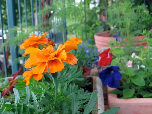 Marigolds and petunias in pots on a cabin deck